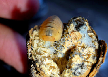 Red Edge Peach Isopods (Cubaris sp.)